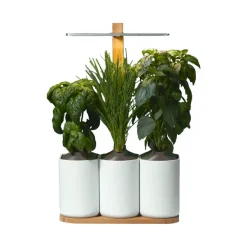 Jardin D'Interieur Lilo-Prêt à pousser Online