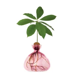 Vase En Verre Pour Avocat-Ilex Studio New